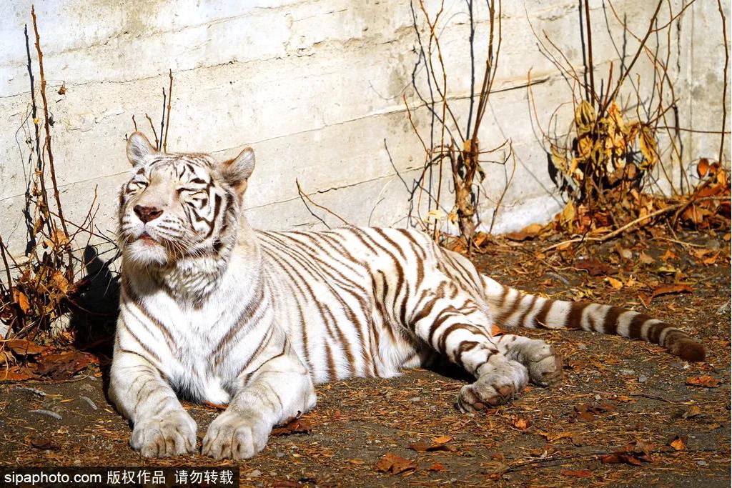 Tiger in beijing zoo china hi-res stock photography and images - Alamy