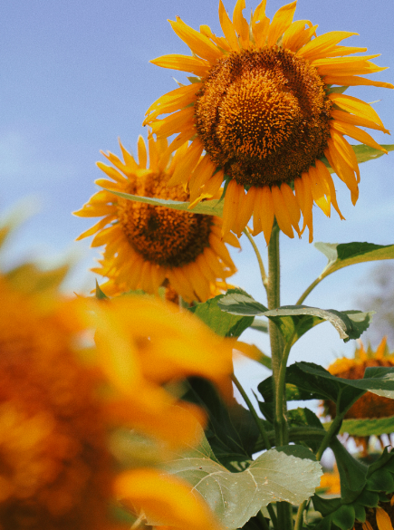 Hundred-Acre Sunflower Reaches Full Bloom