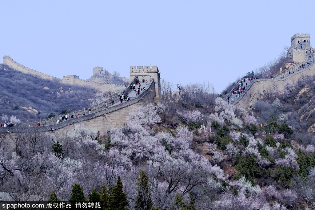 Springtime of the Great Wall One-day Tour