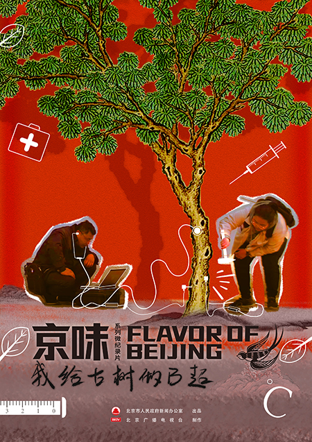 Saveur de Beijing | Un médecin pour les arbres anciens